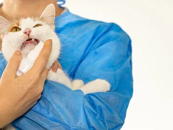 Prednisone & Prednisolone for Cats: Usage, Safety, Side Effects & FAQ