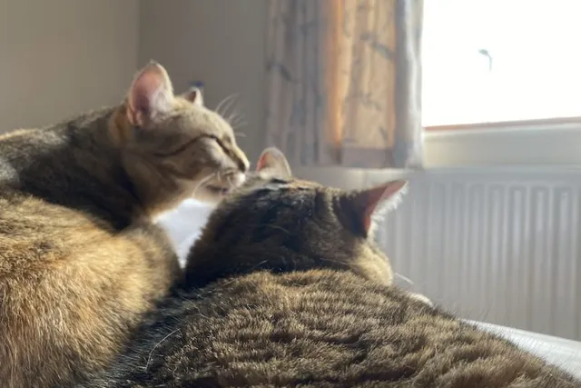Here Comes the Sun: Is It Alright? Dangerous Things Cats Like