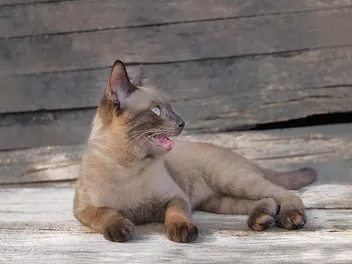 My Cat Is Breathing With Their Mouth Open, What's Wrong? (Vet Answer)