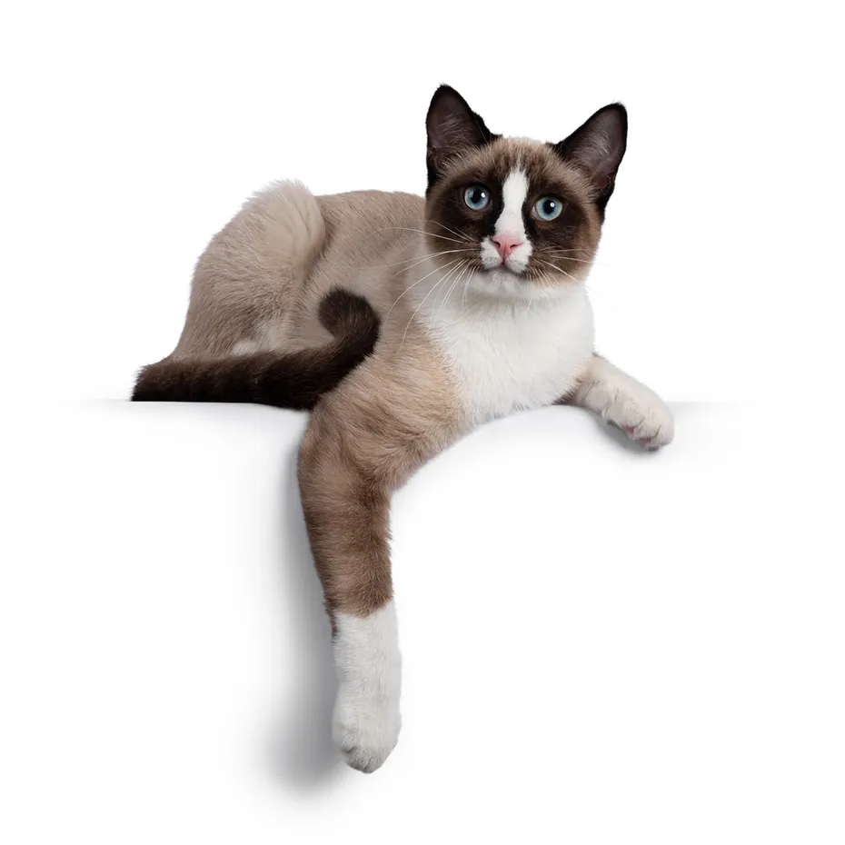 snowshoe-cat-with-paw-hanging
