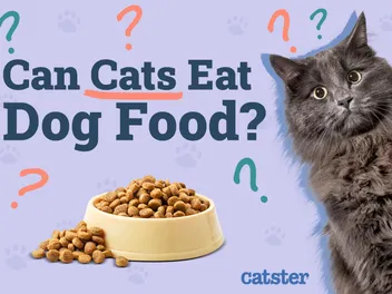 Can Cats Eat Dog Food? Vet-Reviewed Nutritional Facts & FAQ