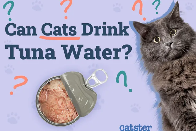 Can Cats Drink Tuna Water? Vet Reviewed Facts & Consideration