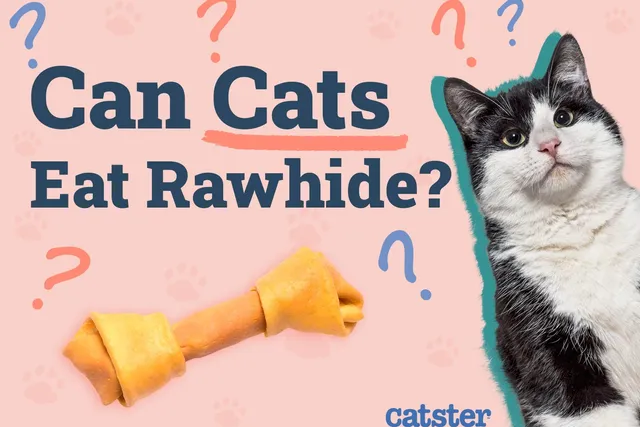 Can Cats Eat Rawhide? Vet-Reviewed Facts & FAQ