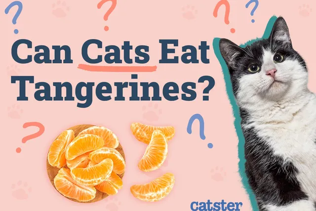 Can Cats Eat Tangerines? Vet-Reviewed Diet Facts & FAQ