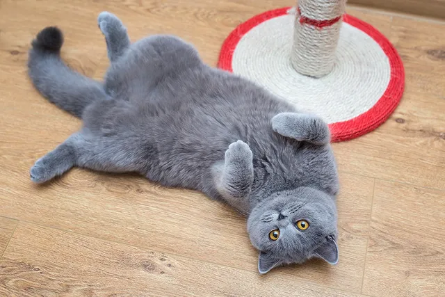 15 Grey Cat Breeds (With Info & Pictures)