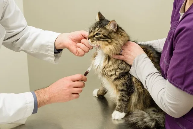 Cat Blood Test Results Explained - What Should I Look For?