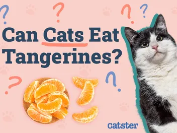 Can Cats Eat Tangerines? Vet-Reviewed Diet Facts & FAQ