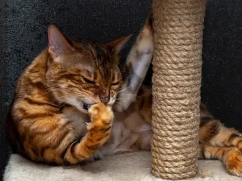 Why Does My Cat Bite Their Feet? 7 Vet-Verified Reasons