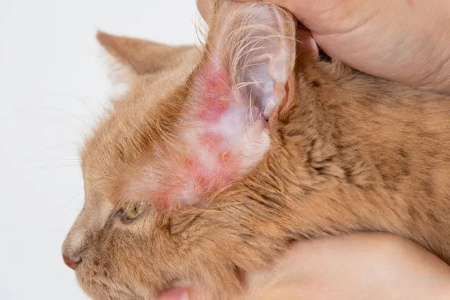 6 Vet-Approved Natural Home Remedies to Treat Scabs on Cats
