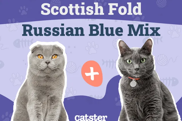 Scottish Fold Russian Blue Cat Mix: Info, Pictures, Temperament & More