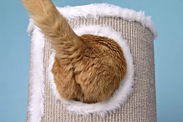 Why Do Cats Like Their Butt Scratched? (7 Interesting Reasons)