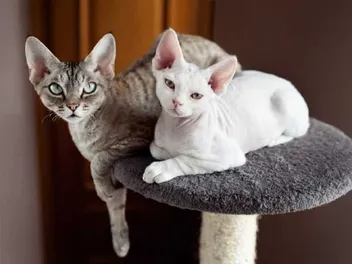 11 Devon Rex Colors (Common & Unique Varieties)