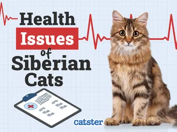 Siberian Cat Health Problems: 5 Common Issues