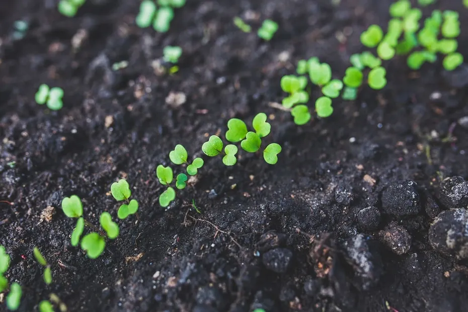 arugula seedlings