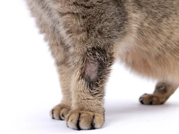 6 Natural Home Remedies to Treat Ringworm in Cats