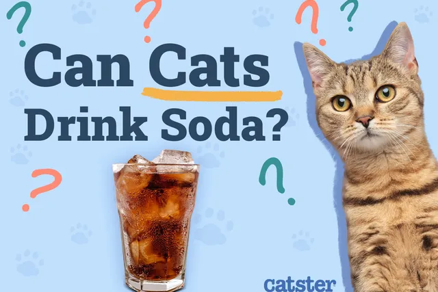 Can Cats Drink Soda? Vet Approved Nutrition & Safety
