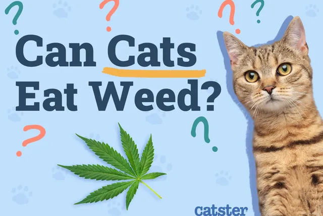Can Cats Eat Weed? Vet-Approved Facts & Safety Guide