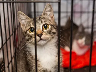 11 Signs to Look for When Inspecting a Cat Boarding Facility (Vet Reviewed)