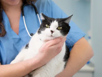 Why Is My Cat's Jaw Swollen After Dental Work? Common Causes & Recovery Tips (Vet-Verified)