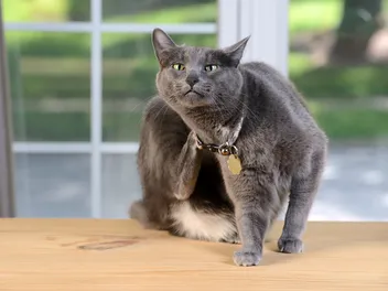 Can My Cat Take My Dog's Flea or Worm Medicine? (Vet Answer)