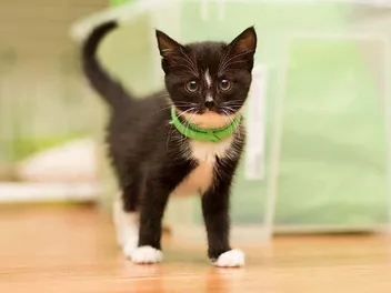Can a Flea Collar Make a Cat Sick? Vet-Reviewed Risks & Considerations