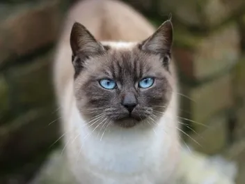 Applehead Siamese Cat Breed Info: Pictures, Traits & Facts