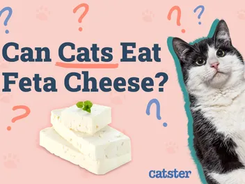 Can Cats Eat Feta Cheese? Vet-Approved Risks & Alternatives