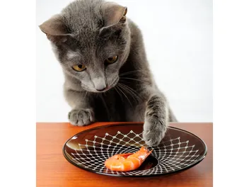 Should You Let Your Cats Eat At The Dinner Table? 12 Vet Reviewed Pros & Cons