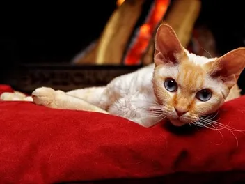 Cat Fireplace Safety: 15 Vet-Reviewed Tips to Keep Your Kitty Safe