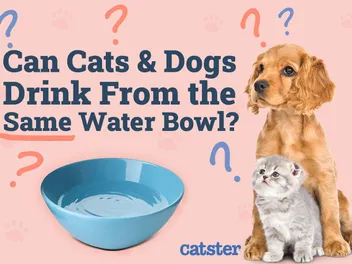 Can Cats And Dogs Drink From the Same Water Bowl? Vet Approved Facts & Tips
