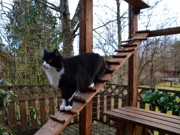 15 Free DIY Catio Plans That Are Perfect For the Outdoors (With Instructions)