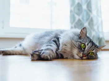 Cat Flu: Causes, Signs & Treatments (Vet Answer)