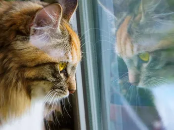 10 Ways to Entertain Your Cat While He’s Home Alone
