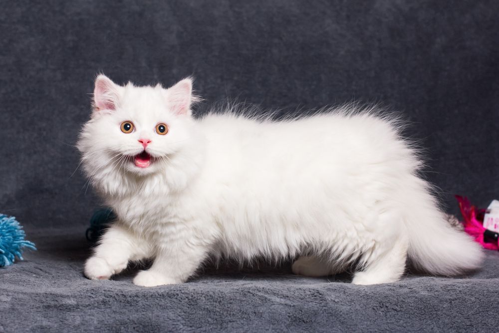 white long-haired munchkin cat