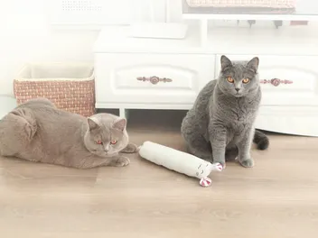 9 Best Cat Toys for Exercising Your Cat (2026) - Reviews & Top Picks