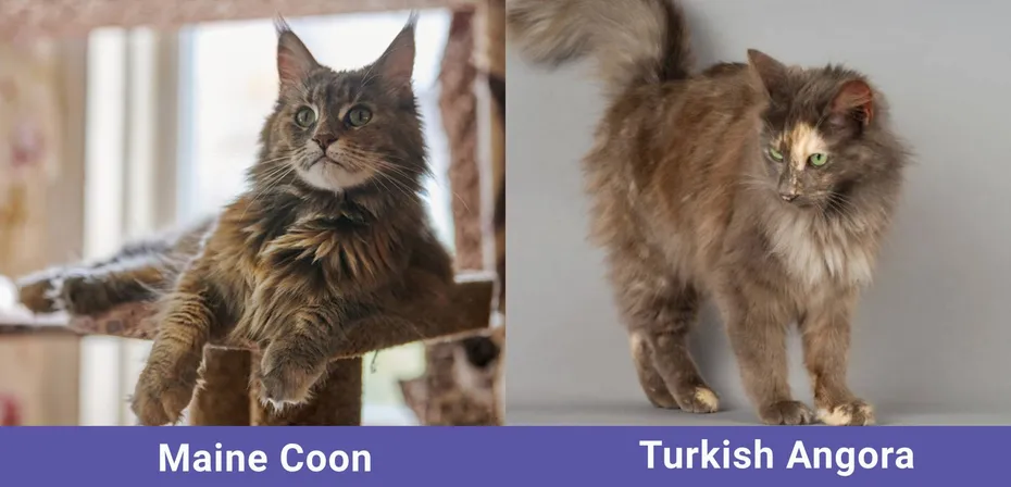 side by side Maine Coon VS Turkish Angora