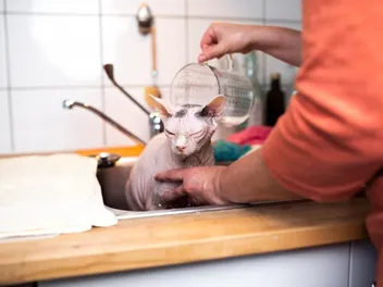 Sphynx Cat Grooming: 7 Vet-Reviewed Tips & Tricks
