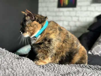 10 Best Cat Collars in 2026 - Reviews & Top Picks
