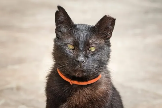 Is Cat Ear Tipping Cruel? Vet Reviewed Facts & FAQ