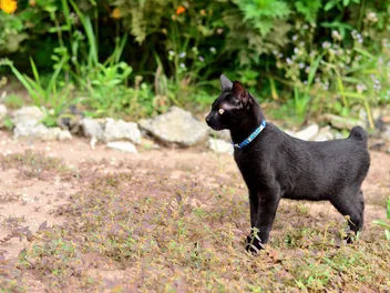 6 Cat Breeds With No Tails (Vet-Reviewed Info With Pictures)