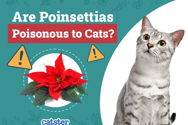 Are Poinsettias Poisonous to Cats? Vet-Approved Facts & FAQ