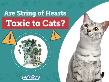 Are String of Hearts Toxic to Cats? Vet-Reviewed Houseplants Examined