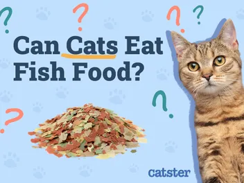 Can Cats Eat Fish Food? Vet-Approved Facts & Healthy Alternatives