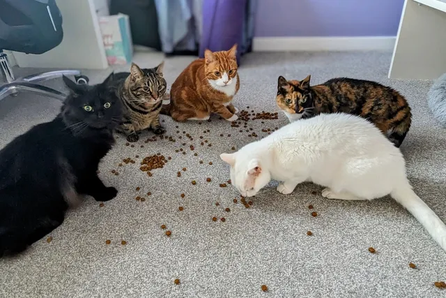 The Best of 2024: Dr. Karyn's Favorite Stories About Her Cats