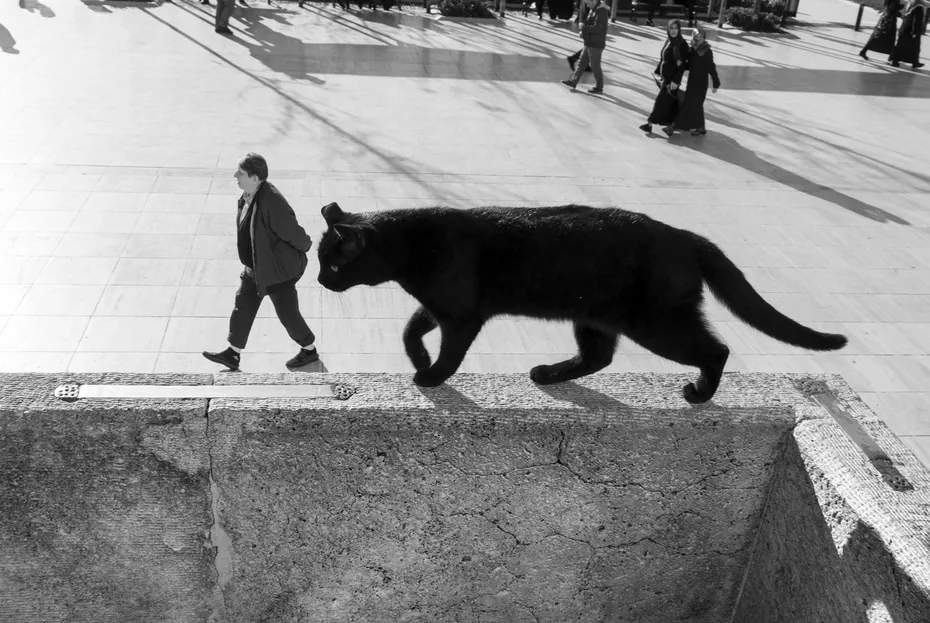 Weekly Mews - Capturing Catstanbul 16