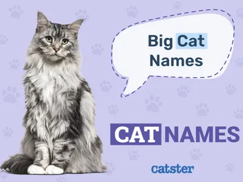 350+ Big Cat Names: Great Ideas for Your Large Cat
