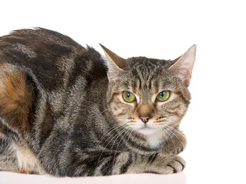 5 Egyptian Mau Mixed Breeds (With Info & Pictures)