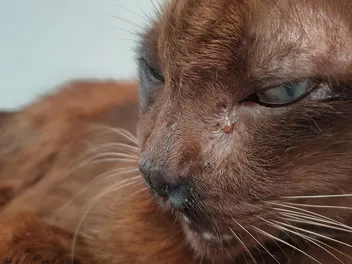 How to Clean Cat Eye Boogers? Vet-Approved Step-by-Step Guide