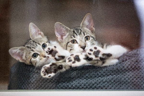 Photography courtesy ASPCA.