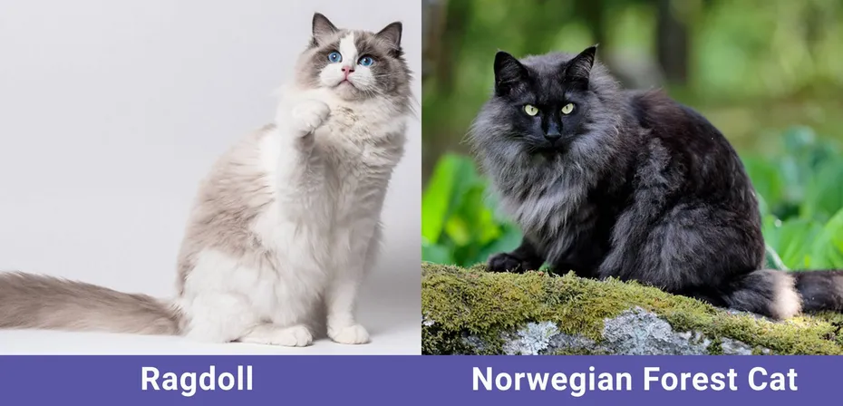 Side by side Catster Ragdoll VS Norwegian Forest Cat